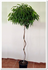 Ficus Ally 100cm Spiral