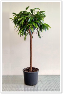 Ficus Amstel 60cm Tiji