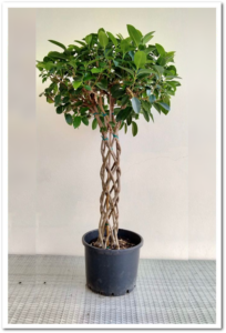 Ficus Avustralis 60cm Sütun