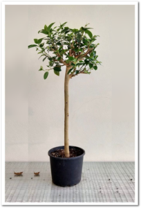 Ficus Avustralis 60cm Tiji