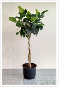 Ficus Benghalensis 60cm Saç