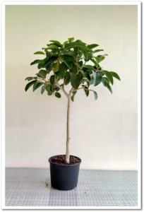 Ficus Benghalensis 60cm Tiji