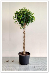 Ficus Benjamin 60 cm saç örgü