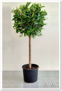 Ficus Nitida 60cm Tiji