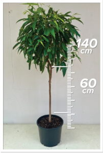 Ficus Ally 60cm Tiji