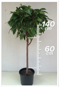 Ficus Amstel 60cm Tiji