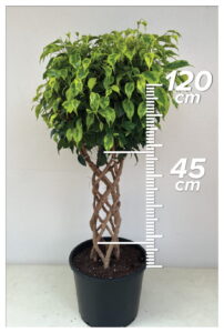 Ficus Anastasia 45cm Sütun