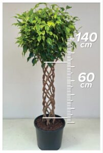 Ficus Anastasia 60cm Sütun