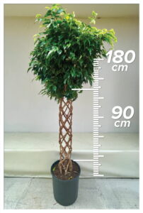 Ficus Anastasia 90cm Sütun