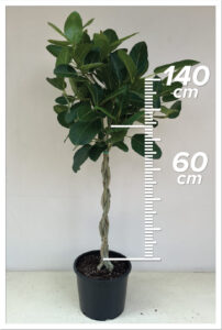 Ficus Audry 60cm Saç