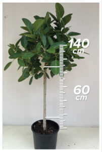 Ficus Audry 60cm Tiji