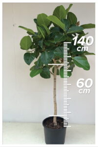 Ficus Banyan 60cm Tijli
