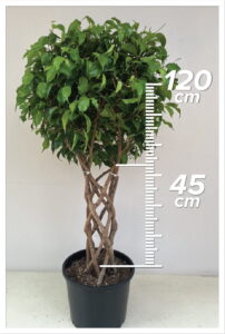 Ficus Benjamin 45/120 cm sütun