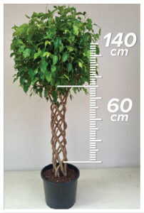 Ficus Benjamin 60/160 cm sütun