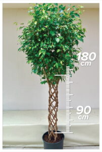 Ficus Benjamin 90/200 cm sütun