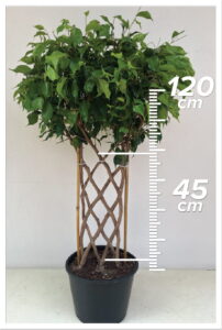 Ficus Benjamin 45/120cm Çit