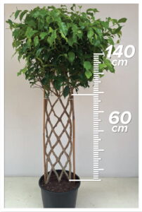 Ficus Benjamin 60/160cm Çit