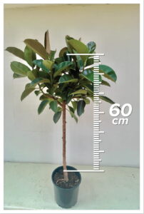 Ficus Elastica Burgundy 60cm Tiji
