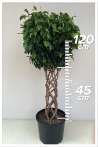 Ficus Daniel 45/120cm Sütun
