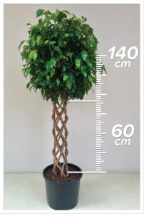 Ficus Daniel 60/160cm Sütun