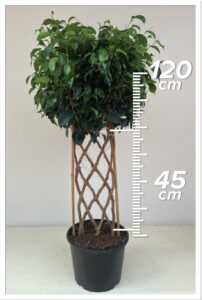Ficus Daniel 45/120cm Çit