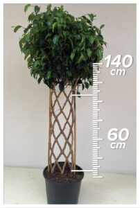 Ficus Daniel 60cm Çit