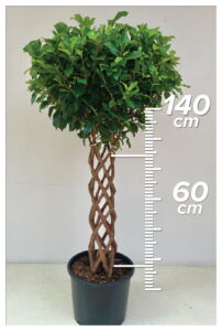 Ficus Hill 60cm Sütun