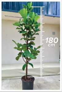 Ficus Lryta 180cm Tijli
