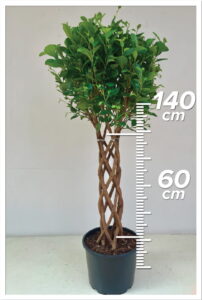 Ficus Macrocarpa 60/160cm Sütun