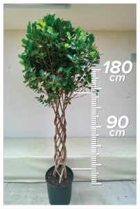 Ficus Macrocarpa 90/200cm Sütun
