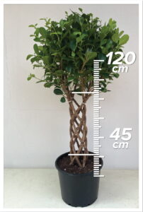 Ficus Macrocarpa 45cm Sütun